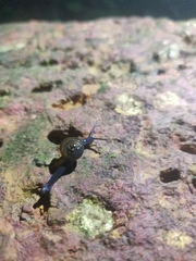 Helicarionoidea