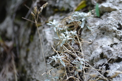 Cerastium biebersteinii