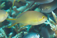 Pseudanthias huchtii