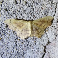 Idaea emarginata