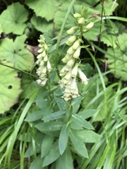 Digitalis lutea