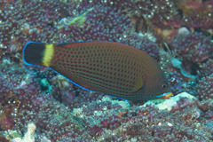 Pseudodax moluccanus