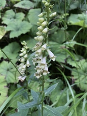 Digitalis lutea