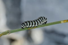 Papilio alexanor