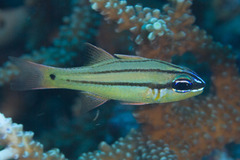 Bargill Cardinalfish photo 2