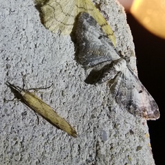 Eupithecia succenturiata