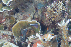 Pseudochromis bitaeniatus