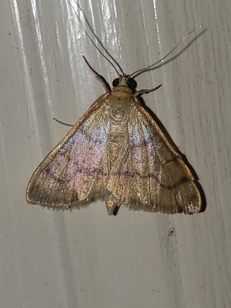 Common Caramel Moth
