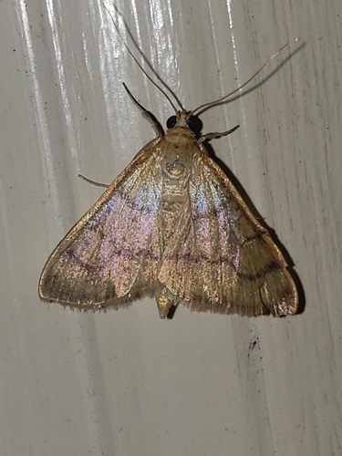 Common Caramel Moth