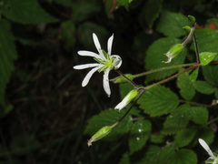 Stellaria nemorum