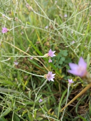 Xeranthemum cylindraceum