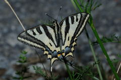 Papilio alexanor