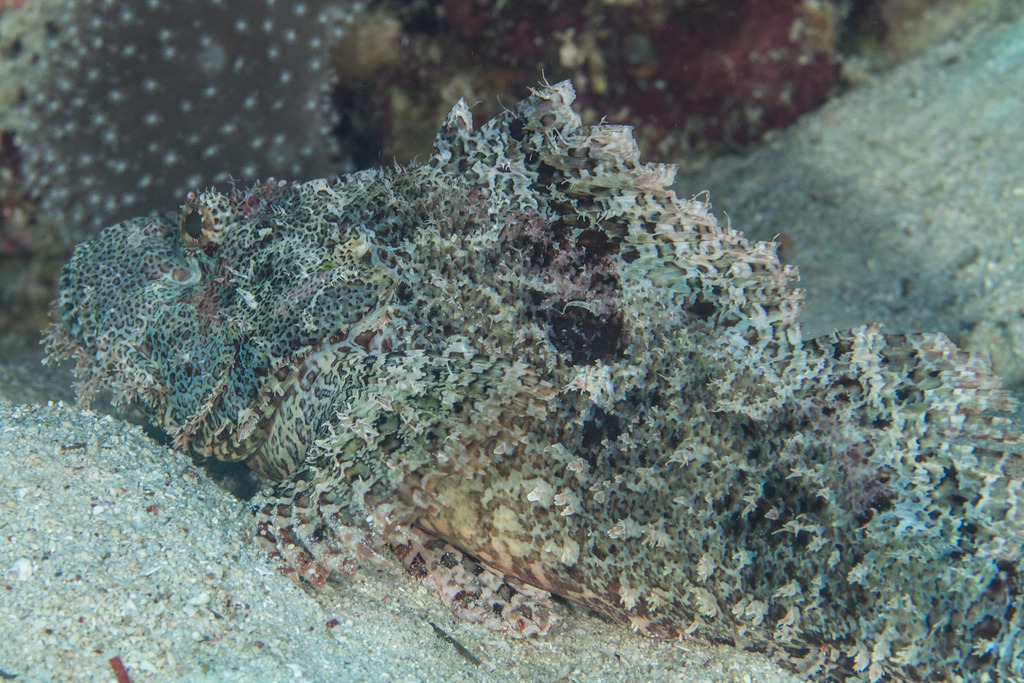 Poss' scorpionfish (Scorpaenopsis possi) — Scorpaenidae