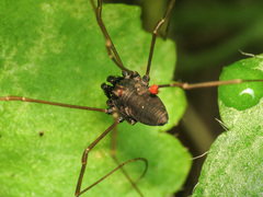 Platybunus