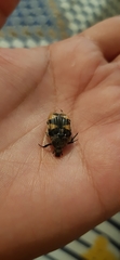 Euphoria basalis