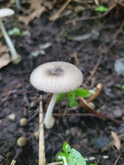 Volvariella pusilla