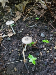 Volvariella pusilla