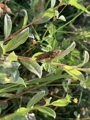 Entomophaga grylli