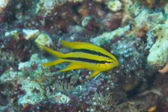 Neoglyphidodon nigroris