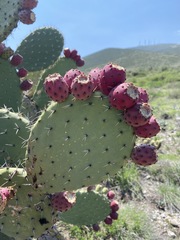 Opuntia streptacantha