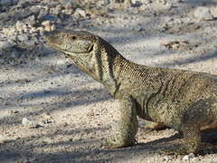 Varanus albigularis angolensis