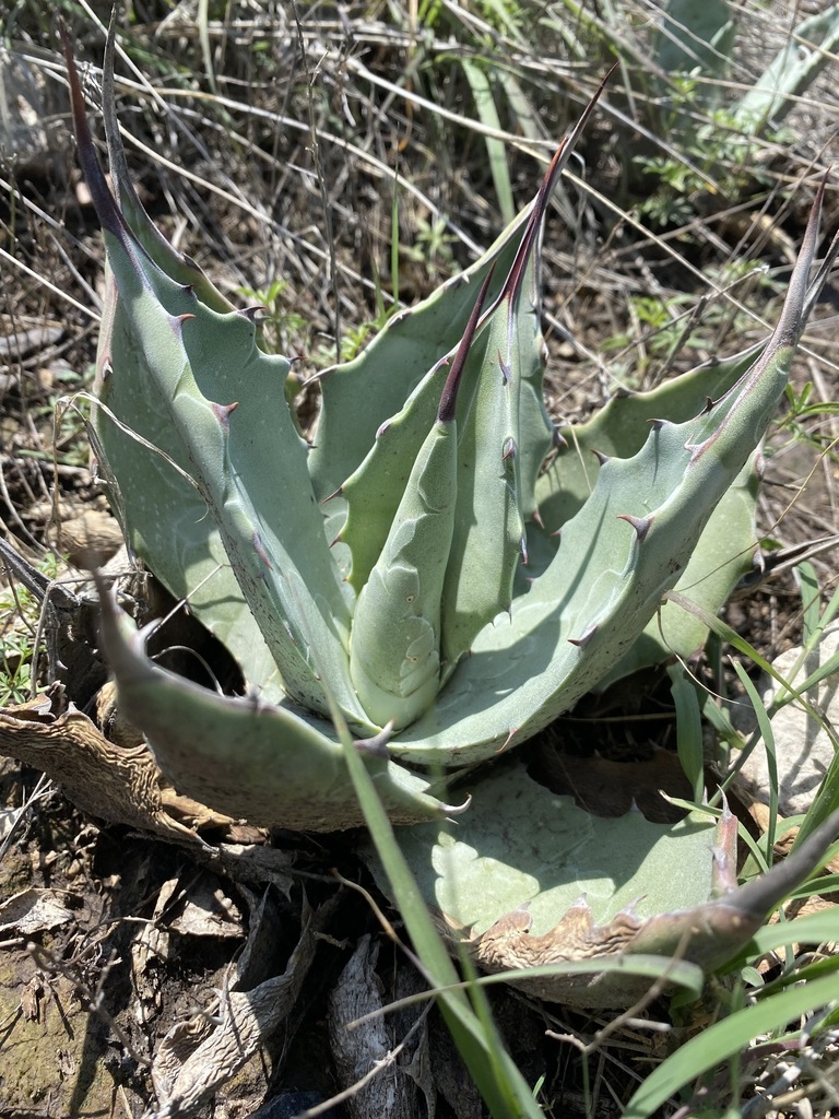 Agave flexispina, San Luis de la Paz, Guanajuato, Mexico
