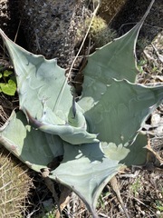 Agave applanata