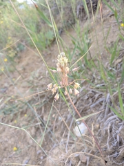 Allium flavum tauricum
