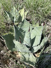 Agave applanata