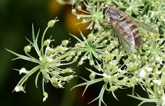 Pangoniinae