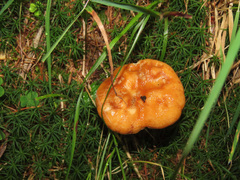 Lactarius porniniae