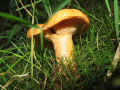 Lactarius porniniae