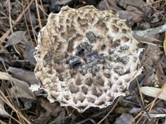 Strobilomyces strobilaceus image