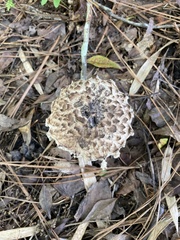 Strobilomyces strobilaceus image