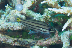 Cheilodipterus isostigma