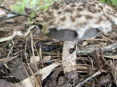Strobilomyces strobilaceus image