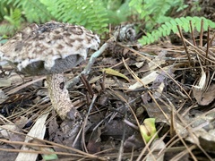 Strobilomyces strobilaceus image