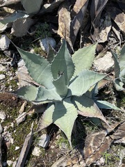 Agave applanata