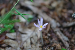 Colchicum umbrosum