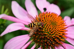 Epistrophe grossulariae