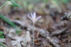 Colchicum umbrosum
