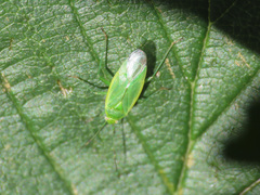 Lygocoris rugicollis