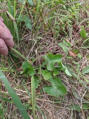 Heuchera richardsonii