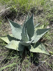 Agave applanata