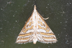 Leptosteges parthenialis