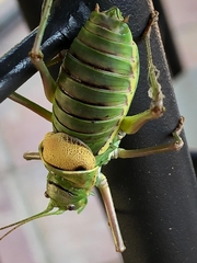 Parasteropleurus perezii