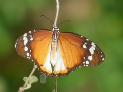 Danaus chrysippus