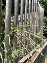 Poaceae