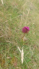 Anacamptis pyramidalis pyramidalis