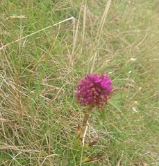 Anacamptis pyramidalis pyramidalis